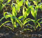 FAO to launch report on black soils to mark World Soil Day
