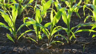 FAO to launch report on black soils to mark World Soil Day