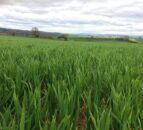 RCSI teams up with Syngenta on project to protect crops