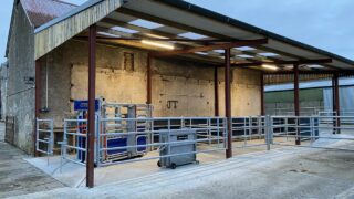 Infrastructure Focus: Modern handling facility on Armagh calf-to-beef farm