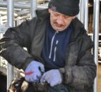 Cattle farmers urged to change lungworm approach in 2023