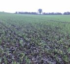 Black soils at ‘greater risk than ever’ – FAO
