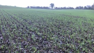 Black soils at ‘greater risk than ever’ – FAO