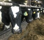 French dairy herd to decline by 441,000 head by 2030