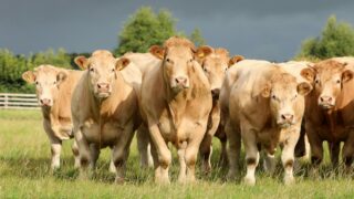 TB adding to the cost burden on farms in Northern Ireland