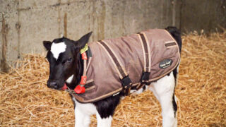 Should I use calf jackets this calving season?
