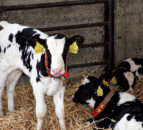 Milk restriction negatively affects calves’ cognitive function – study