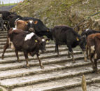 Dairy advice: Making cows identifiable to avoid mistakes