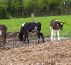 Fonterra moves to stop calf slaughtering on farms