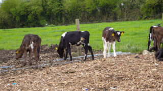 Fonterra moves to stop calf slaughtering on farms