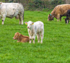 British Society of Animal Science appoints new president