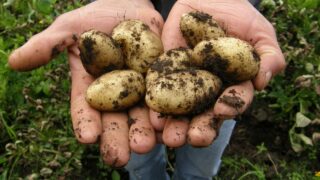 Greenvale partners with Trinity AgTech to reduce potato carbon output