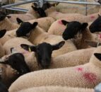 HCC report reveals struggles of sheep industry