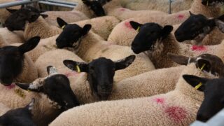 HCC report reveals struggles of sheep industry