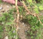 Report: Chinese soya bean imports to decline by 2030