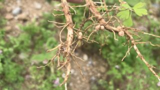 Report: Chinese soya bean imports to decline by 2030