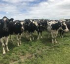 DSM event: UK government policy is to produce more milk
