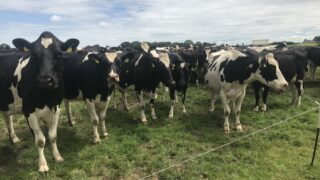 DSM event: UK government policy is to produce more milk