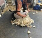 British Wool relaunches shearing course for NFYFC members