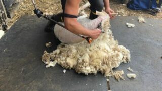 British Wool relaunches shearing course for NFYFC members