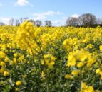 Clubroot threat to expansion of oilseed rape acreage