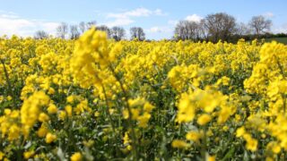 Oilseed rape research: Disease control update