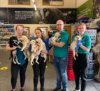 USPCA ‘dismayed’ as animals are abandoned after Christmas