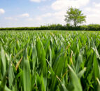 Importance of plant potassium measurements highlighted