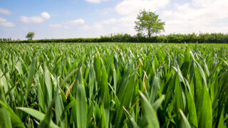 Importance of plant potassium measurements highlighted