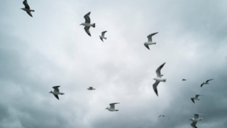 No ‘increasing risk’ from bird flu – UKHSA
