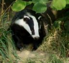 Chair of TB eradication partnership re-affirms need for badger cull