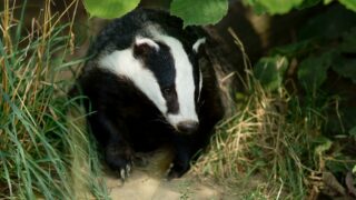 Chair of TB eradication partnership re-affirms need for badger cull