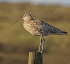New award for northern farmers to recognise Curlew conservation