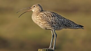 New award for northern farmers to recognise Curlew conservation