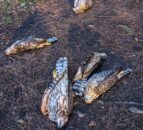 £14,000 offered for info on 5 wild birds found shot in Suffolk