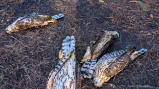 £14,000 offered for info on 5 wild birds found shot in Suffolk