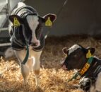 DAERA and CAFRE advise on how to efficiently house calves