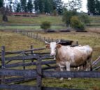 $15m food crisis funding for small rural farmers in Ukraine
