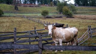 $15m food crisis funding for small rural farmers in Ukraine
