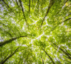 Forestry Commission updates oak moth boundaries to manage spread