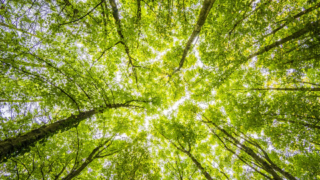 Concerns that peatland restoration could lead to less forestry in NI