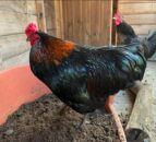Cockerels named Homer and Simpson need new homes - RSPCA