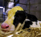 Feeding colostrum to calves: Teat or tube?