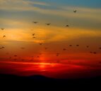460,000 birds counted in this year's Big Farmland Bird Count