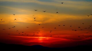 460,000 birds counted in this year’s Big Farmland Bird Count