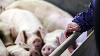 AHDB offers workshops for those looking to progress in pig industry