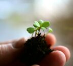 Agri ministers and officials attend UN dialogue on agri-food systems
