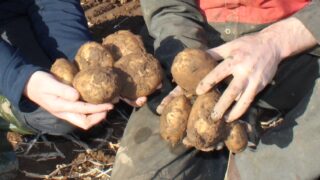Research: Potatoes receive a key boost in terms of health