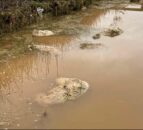 Video: Dozens of sheep drown in southwest Scotland