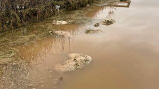 Video: Dozens of sheep drown in southwest Scotland